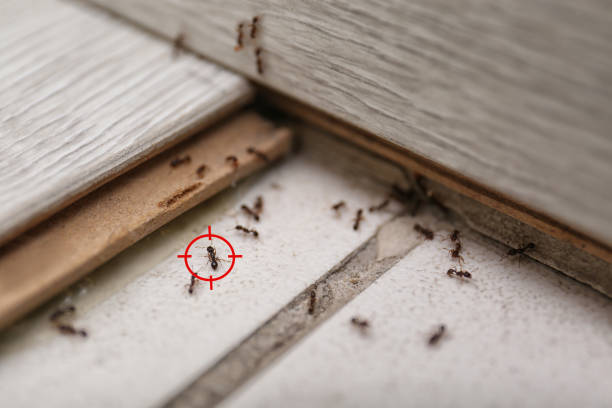Best Termite Control Services  in Mshall, AR
