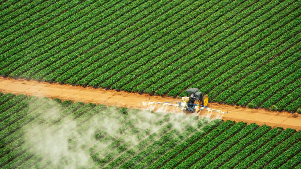 Best Pest Removal Services  in Mshall, AR