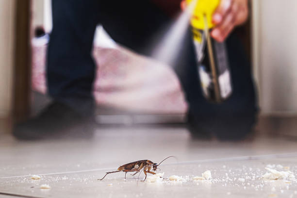 Best Affordable Pest Control Services  in Mshall, AR